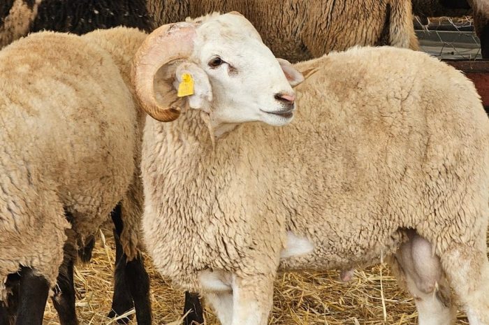 Aïd al-Adha 2026 <BR> Le Ministère de l&rsquo;Agriculture lance la plateforme officielle d&rsquo;achat du mouton